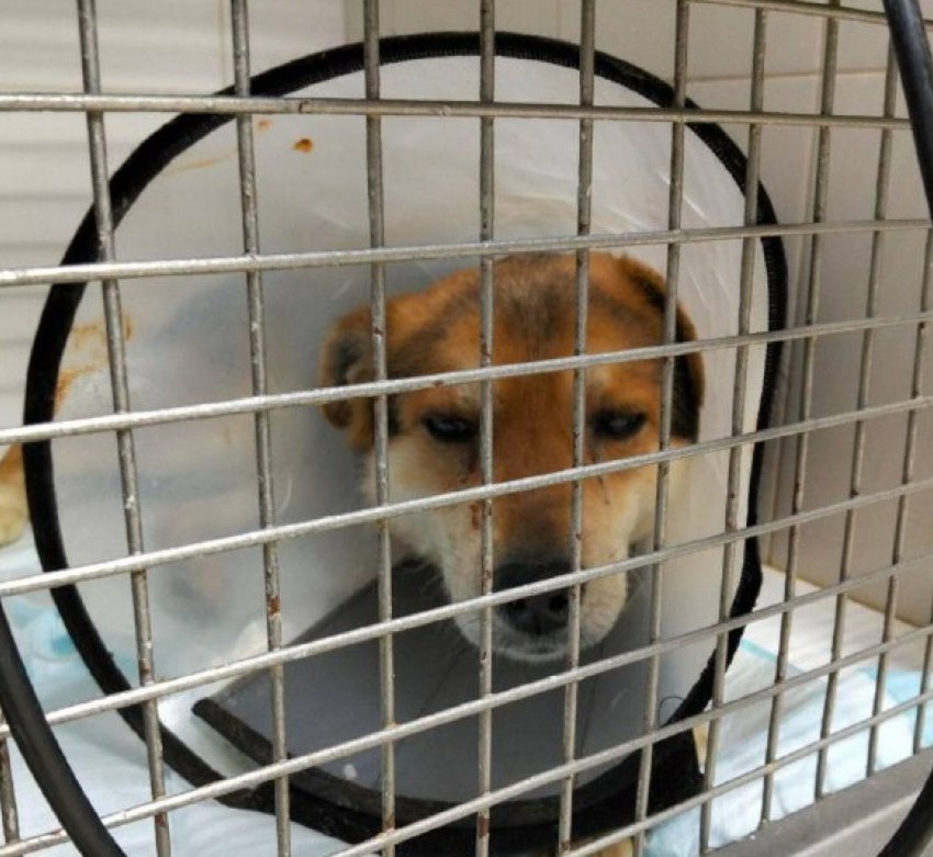 Изувеченного граблями пса в Волгограде спасли: Рексу восстановили челюсть