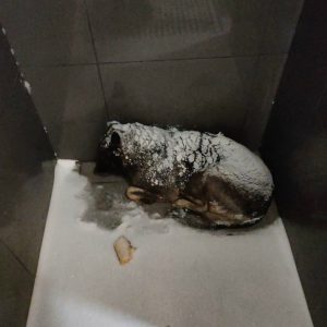 Массовый бойкот «Додо Пиццы» после увольнения сотрудника в Челябинске