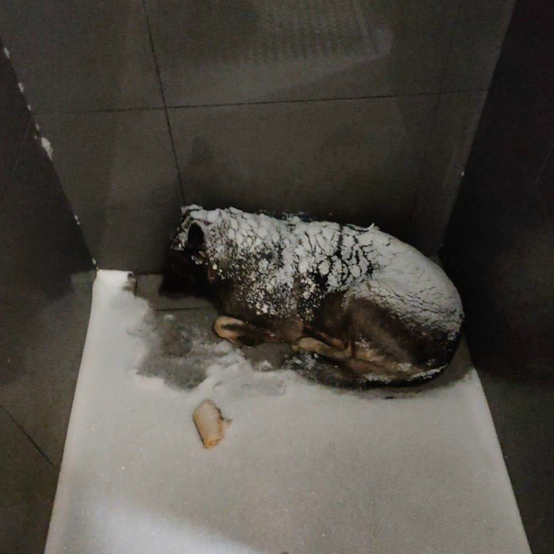 Массовый бойкот «Додо Пиццы» после увольнения сотрудника в Челябинске