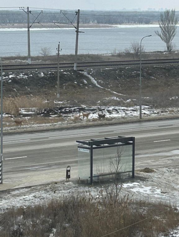 Жители Краснооктябрьского района Волгограда пожаловались на агрессивных бездомных собак