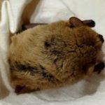 В Волжском спасли летучую мышь, проснувшуюся из-за морозов