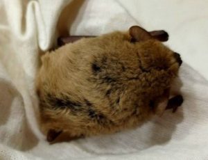 В Волжском спасли летучую мышь, проснувшуюся из-за морозов