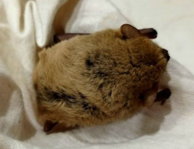 В Волжском спасли летучую мышь, проснувшуюся из-за морозов