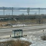 Жители Краснооктябрьского района Волгограда пожаловались на агрессивных бездомных собак