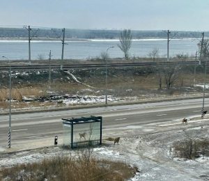 Жители Краснооктябрьского района Волгограда пожаловались на агрессивных бездомных собак