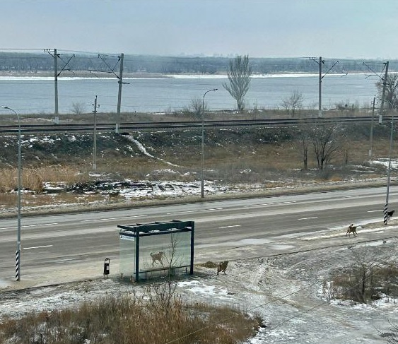 Жители Краснооктябрьского района Волгограда пожаловались на агрессивных бездомных собак