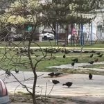 Голуби, грязь и бездействие УК: ситуация на Александрова, 15 вышла из-под контроля