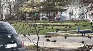 Голуби, грязь и бездействие УК: ситуация на Александрова, 15 вышла из-под контроля