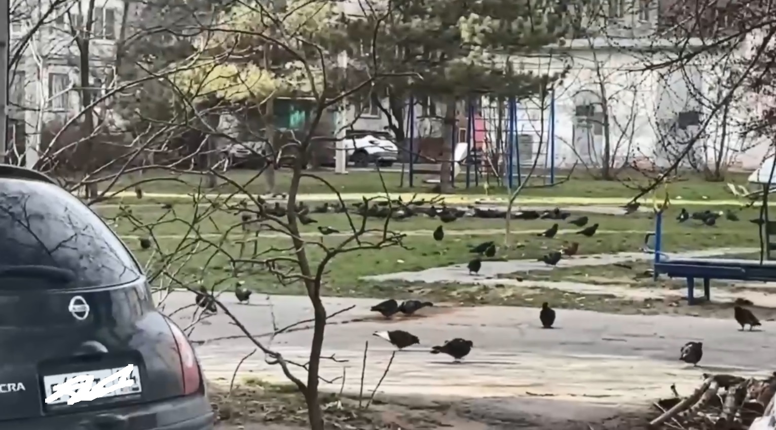 Голуби, грязь и бездействие УК: ситуация на Александрова, 15 вышла из-под контроля