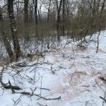 В Михайловке задержали мужчину за незаконную вырубку дубов