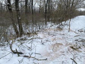 В Михайловке задержали мужчину за незаконную вырубку дубов