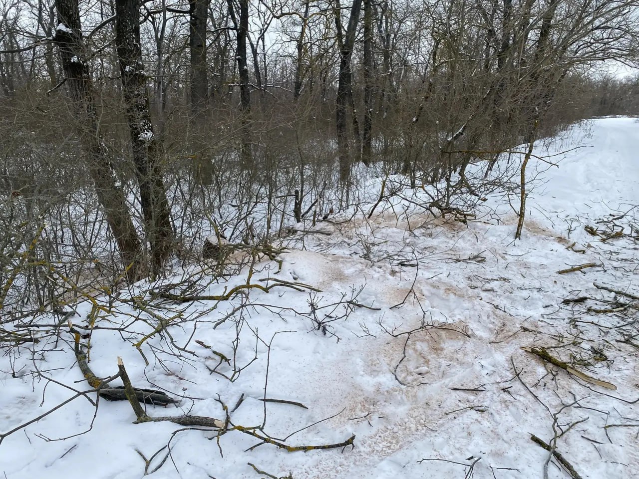 В Михайловке задержали мужчину за незаконную вырубку дубов