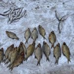 Под Волгоградом супруги продавали браконьерскую рыбу на трассе — изъяли 850 кг