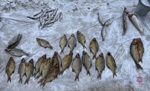Под Волгоградом супруги продавали браконьерскую рыбу на трассе — изъяли 850 кг