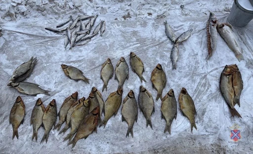Под Волгоградом супруги продавали браконьерскую рыбу на трассе — изъяли 850 кг