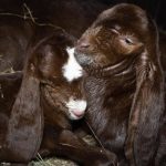 Редкое пополнение: в ЦПКиО Волгограда коза породы камори родила сразу двух козлят