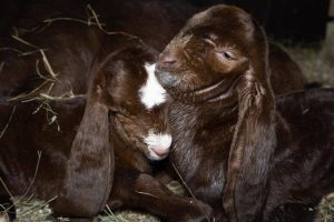 Редкое пополнение: в ЦПКиО Волгограда коза породы камори родила сразу двух козлят