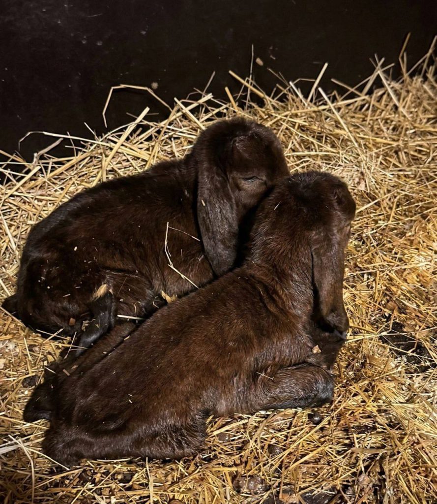 Редкое пополнение: в ЦПКиО Волгограда коза породы камори родила сразу двух козлят