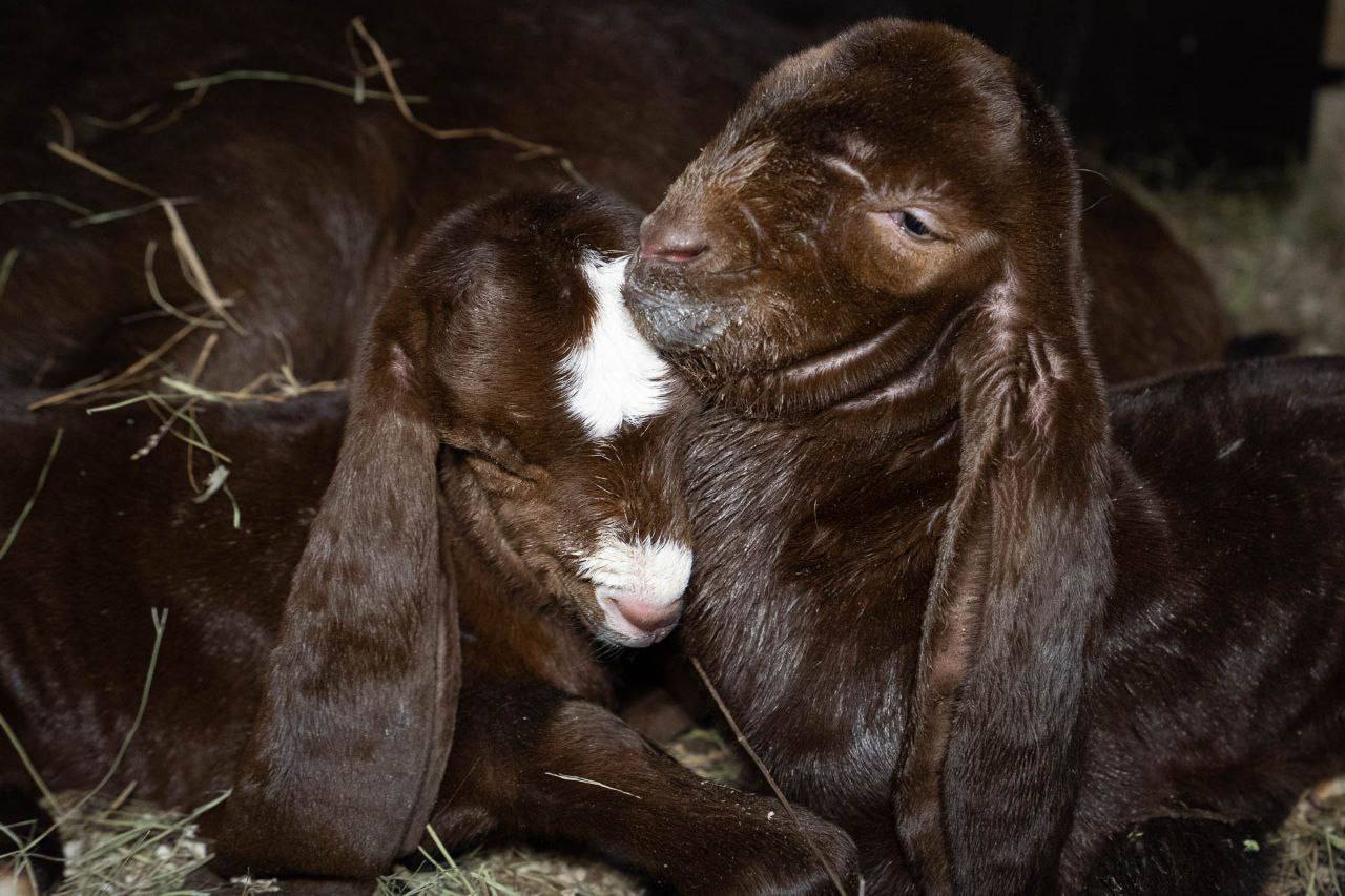 Редкое пополнение: в ЦПКиО Волгограда коза породы камори родила сразу двух козлят