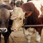 Бруцеллёз выявили в Волгоградской области: введены меры с убоем скота