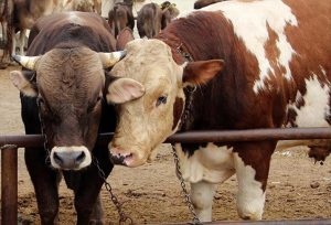 Бруцеллёз выявили в Волгоградской области: введены меры с убоем скота