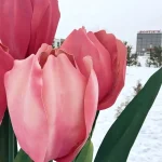 В Советском районе Волгограда открыли весеннюю фотозону с подарками к 8 Марта