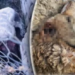 «Сегодня животные — завтра люди»: жители Волгограда боятся серийного живодёра