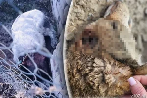 «Сегодня животные — завтра люди»: жители Волгограда боятся серийного живодёра