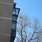 В Волжском кот двое суток просидел на дереве и дождался спасения