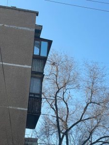 В Волжском кот двое суток просидел на дереве и дождался спасения