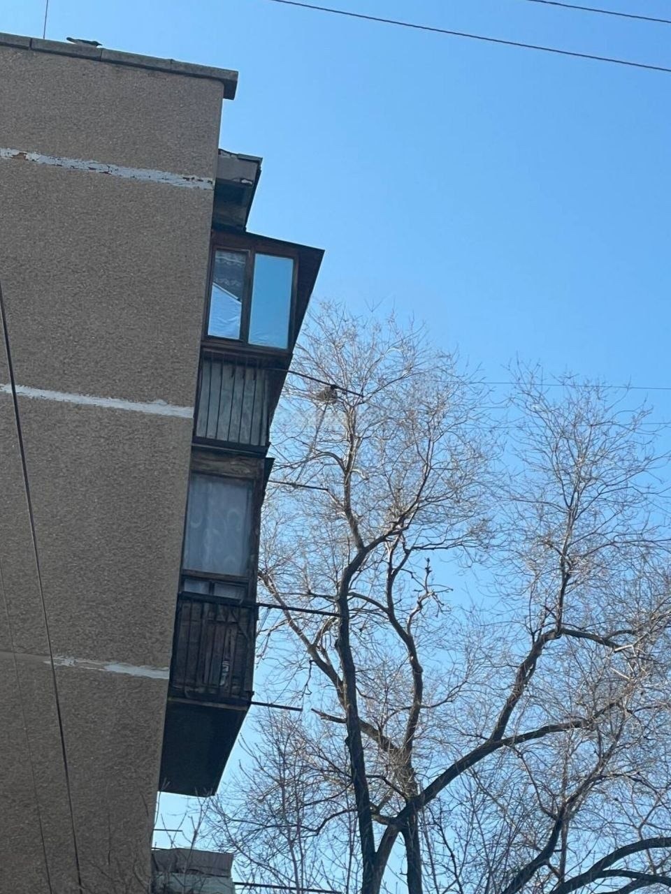 В Волжском кот двое суток просидел на дереве и дождался спасения