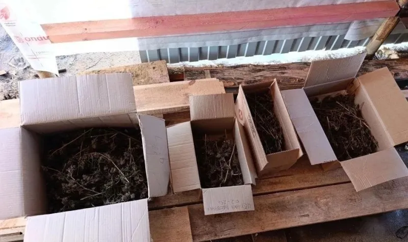 Во Фролово задержали мужчину за выращивание и хранение марихуаны