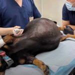 Волгоградские ветеринары удалили у таксы опухоль весом 7 кг