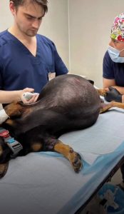 Волгоградские ветеринары удалили у таксы опухоль весом 7 кг