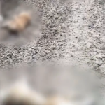 Жестокая расправа над собаками потрясла посёлок под Волгоградом