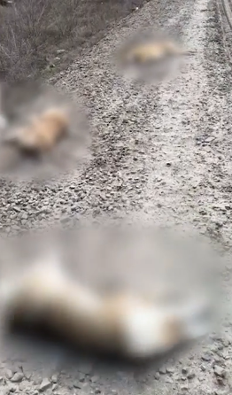 Жестокая расправа над собаками потрясла посёлок под Волгоградом