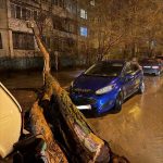 Припаркованный автомобиль пострадал из-за упавшего дерева на Спартановке