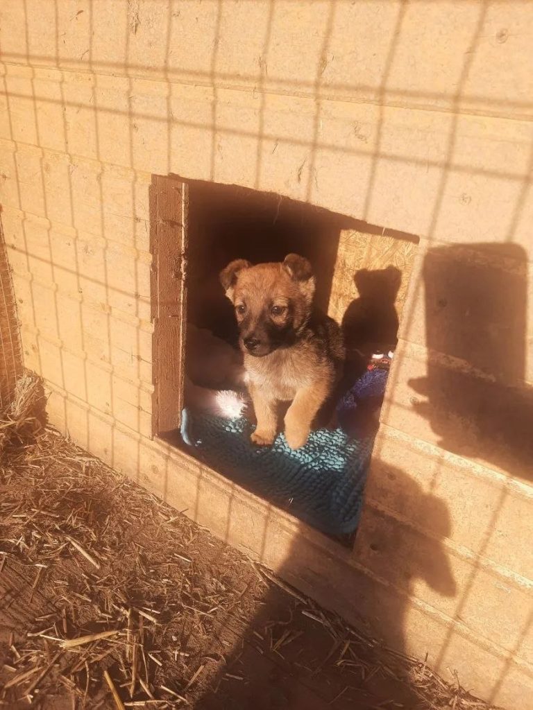 Щенков в коробке оставили у подъезда в центре Волгограда