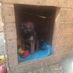 Щенков в коробке оставили у подъезда в центре Волгограда