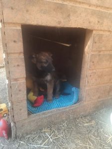 Щенков в коробке оставили у подъезда в центре Волгограда