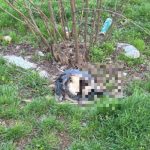 Жуткая находка на улице Мира: жители требуют разобраться в гибели животных