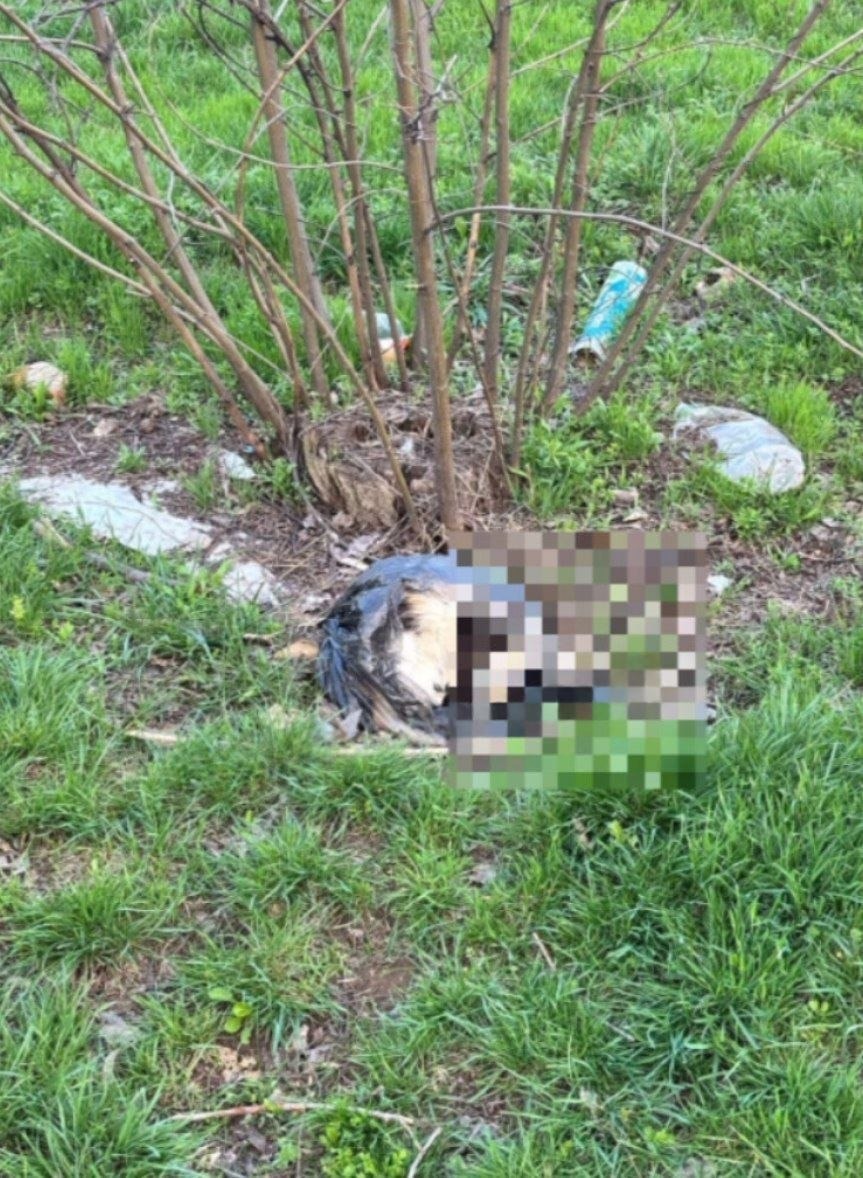 Жуткая находка на улице Мира: жители требуют разобраться в гибели животных