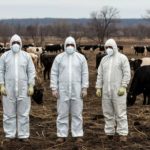 Очаг бруцеллёз выявили под Волгоградом: скот отправляют на убой