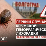 Опасную инфекцию после укуса клеща диагностировали у жителя Волгограда