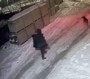 Три месяца без дела: в Волгограде добиваются наказания для стрелка, убившего собаку среди многоэтажек