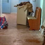 «Вся лестница была в крови»: волгоградцы требуют наказать живодёра после жестокого избиения собаки