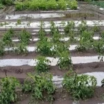 Град размером с черешню обрушился на дачные массивы под Камышином