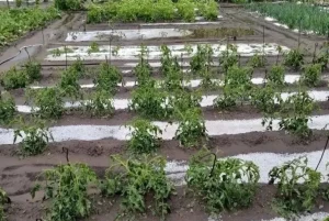 Град размером с черешню обрушился на дачные массивы под Камышином