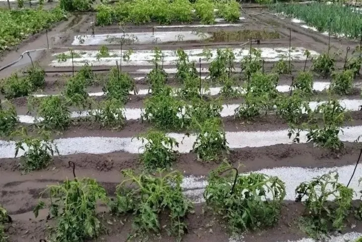 Град размером с черешню обрушился на дачные массивы под Камышином