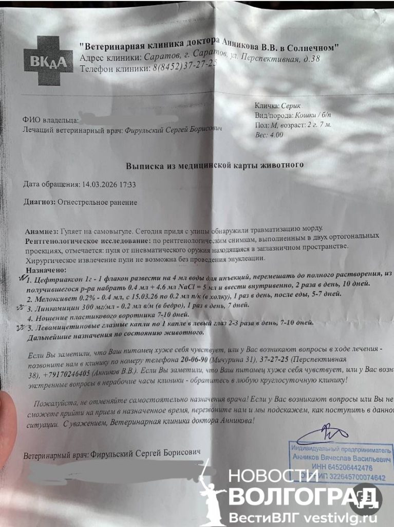 Жители Рудни заявили о серии расстрелов домашних кошек из пневматики